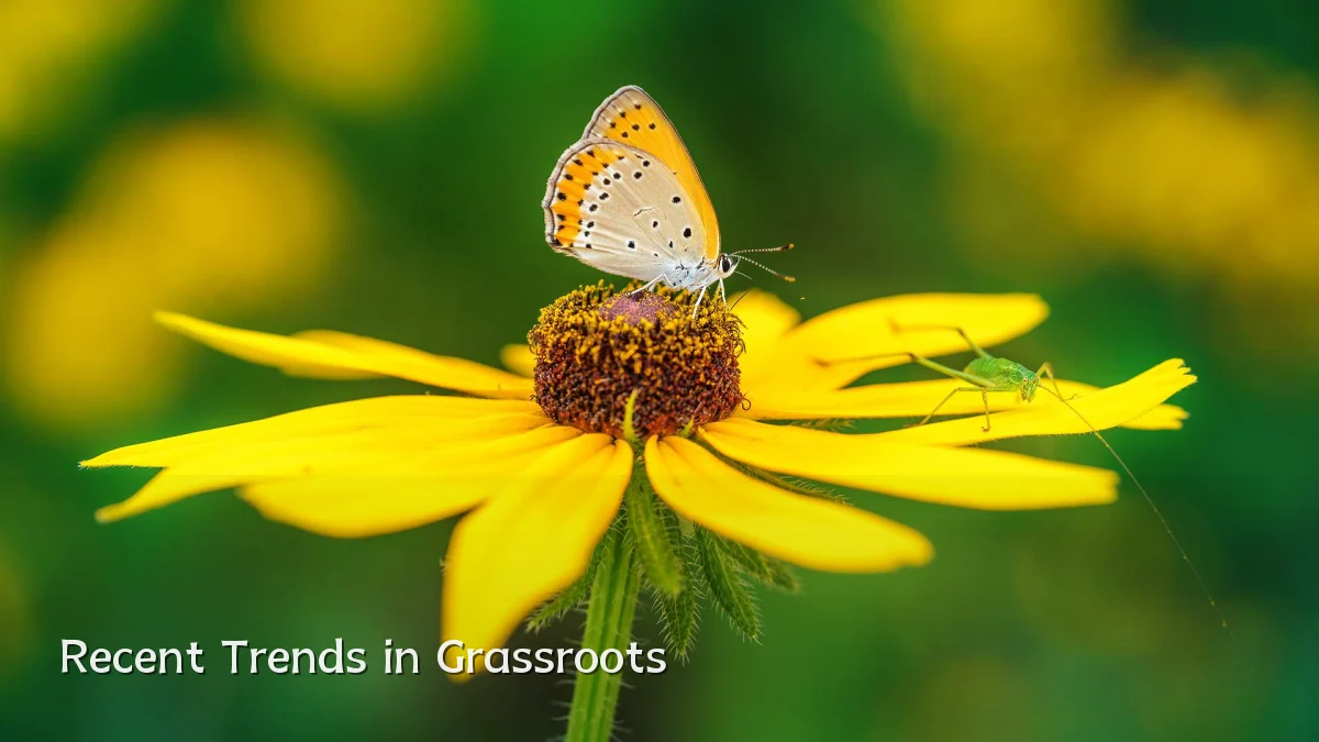 Recent Trends in Grassroots