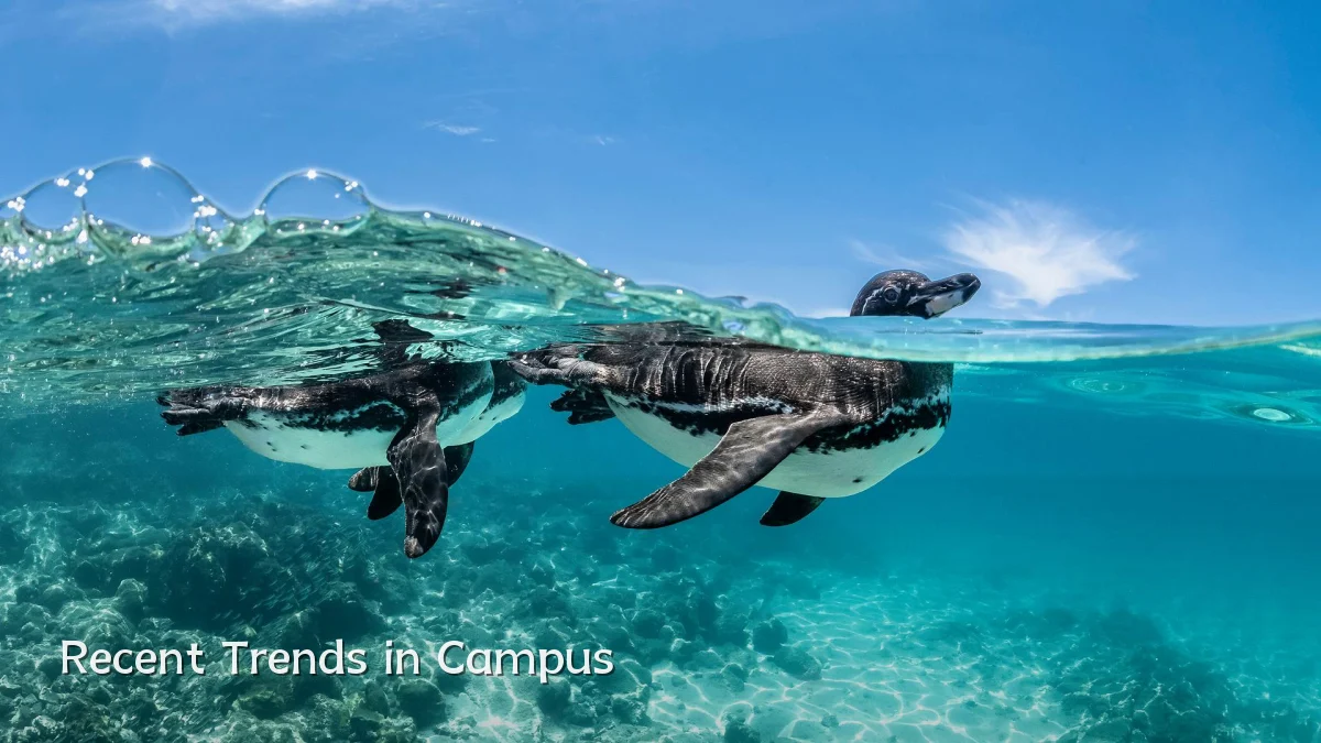 Recent Trends in Campus